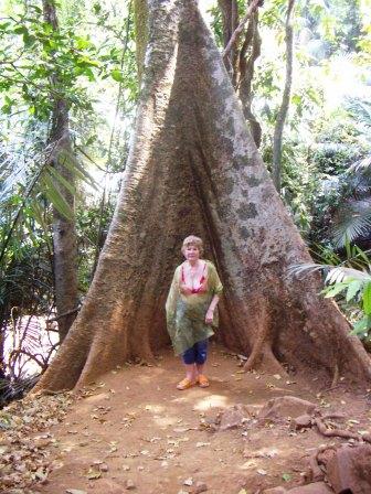 Огромное сросшееся дерево у обезьянника