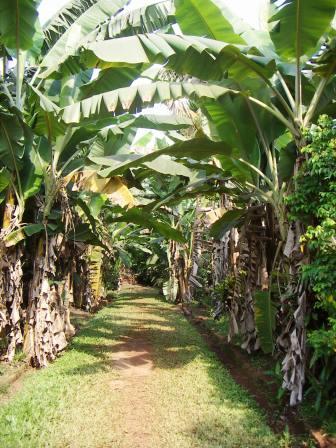 Дорожка в пальмовой роще к слоновьей ферме