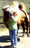 У подножья Кольцо-горы обитает живое чудо-юдо - верблюд Умка шестнадцати лет.